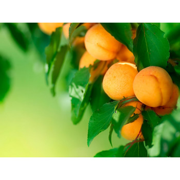Как вырастить саженцы абрикосового дерева ?