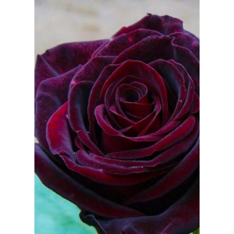 Роза чайно-гибридная Чёрная Магия